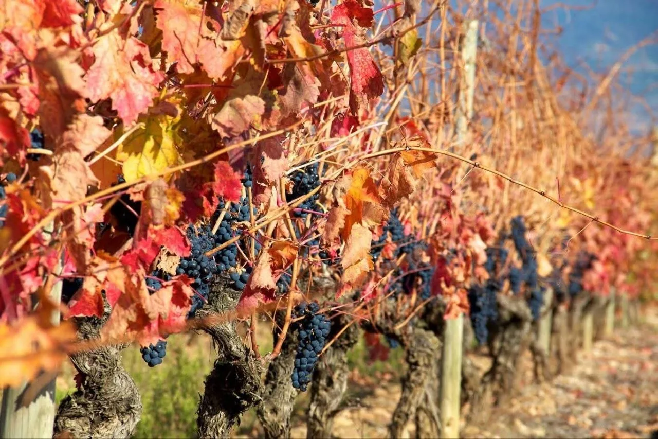 Scena winiarska Rioja