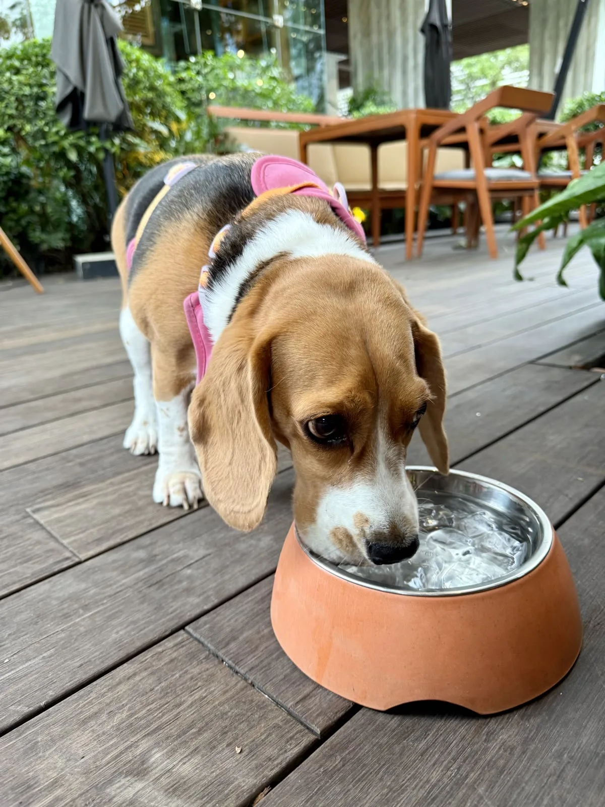 炎热天气里，一只比格犬在碗边喝水