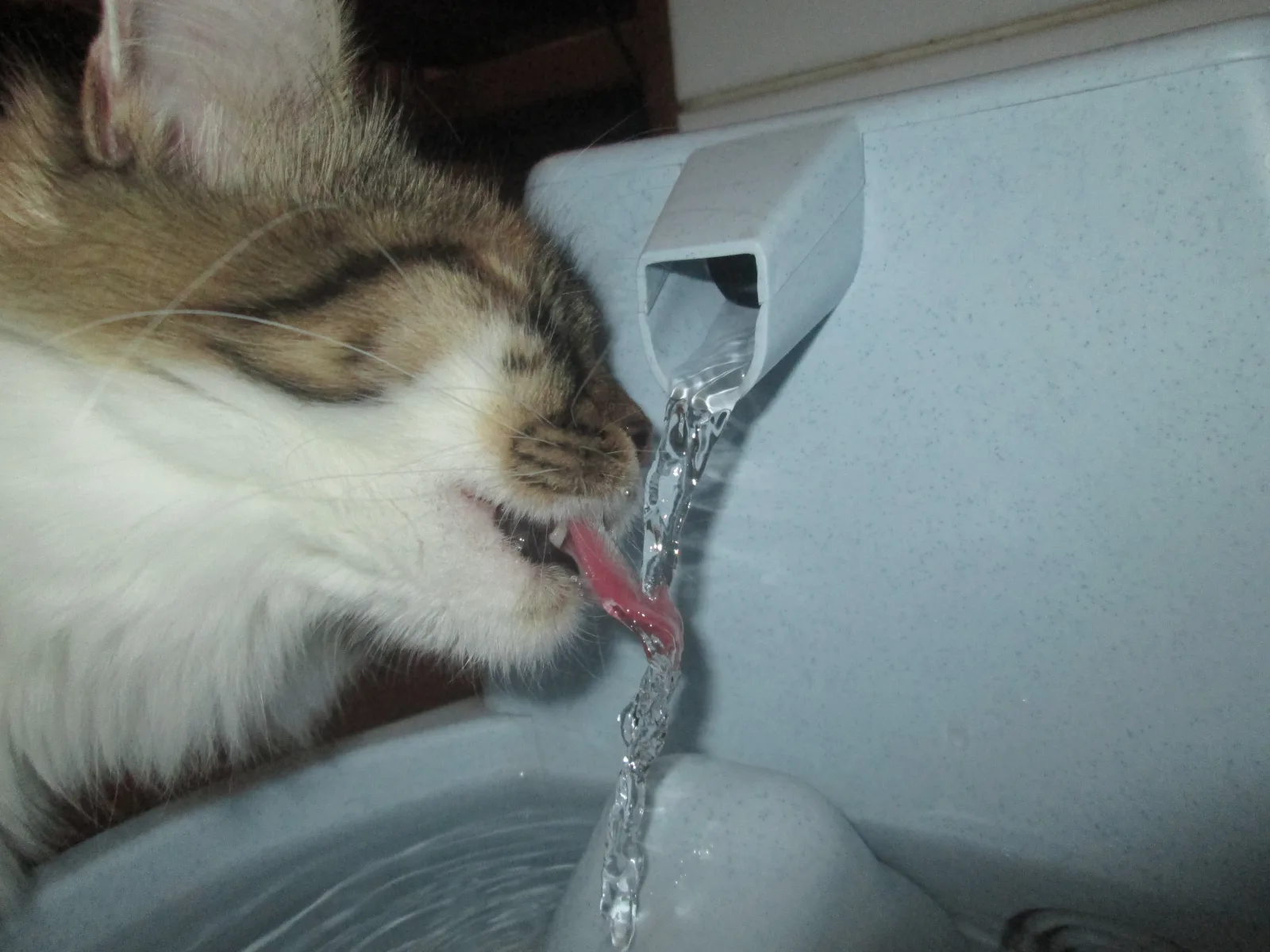 Кошка пьёт воду из миски