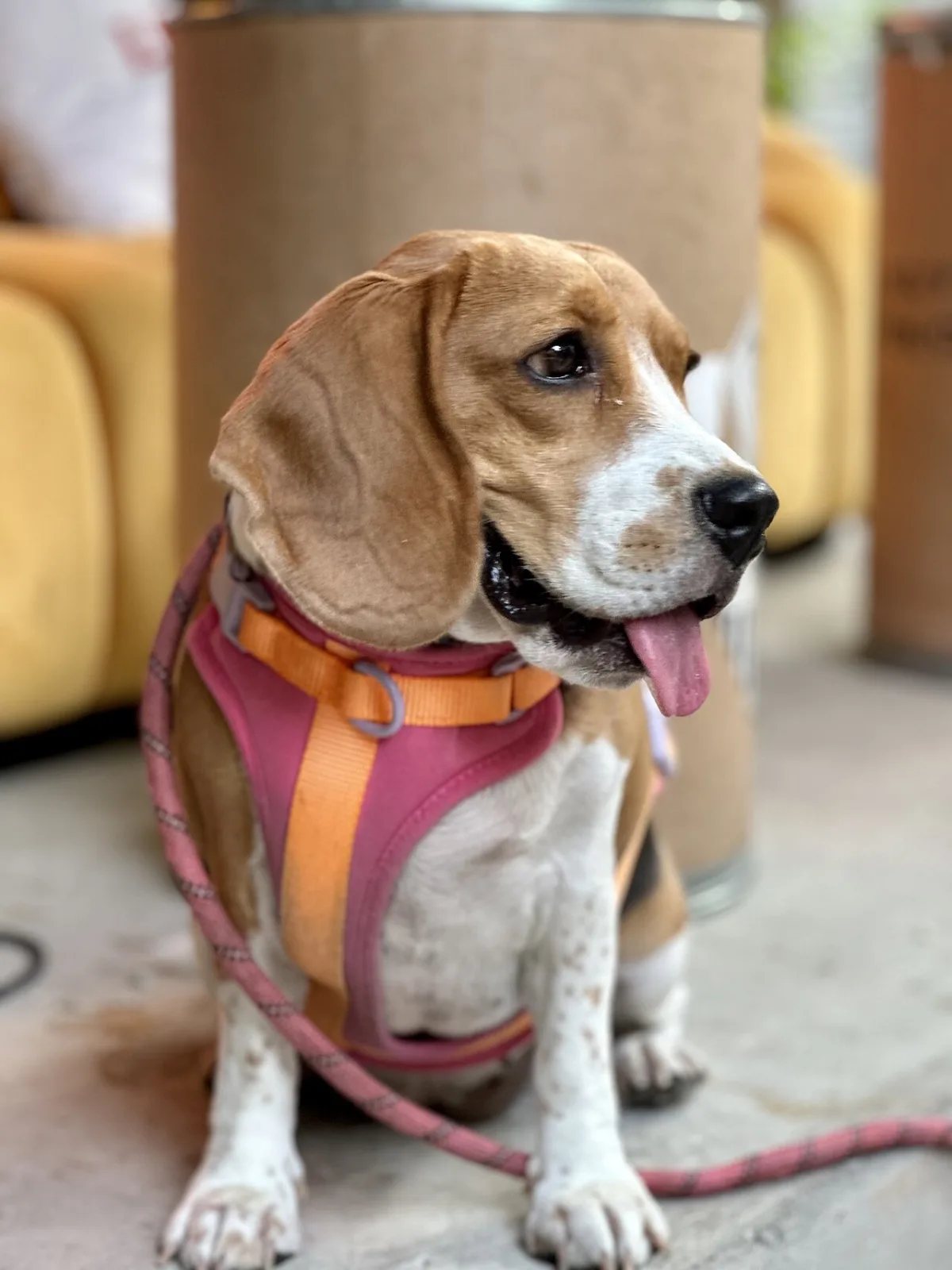 Un chien portant un harnais et une laisse avant la promenade