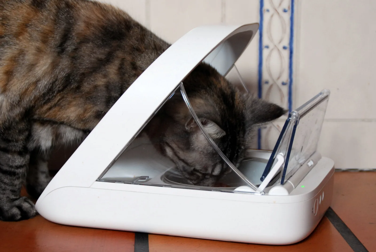 Chat mangeant dans un distributeur automatique RFID