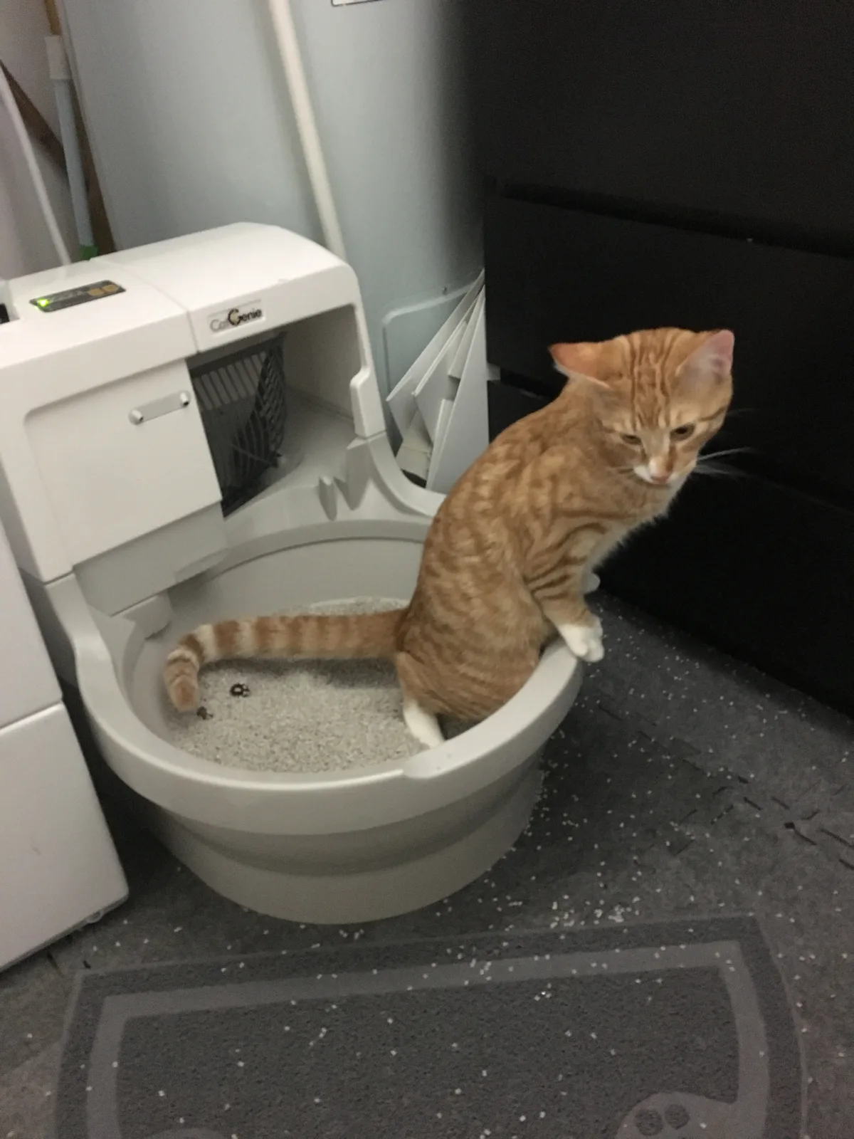 Chat roux près d’une litière automatique autonettoyante dans une salle de bains