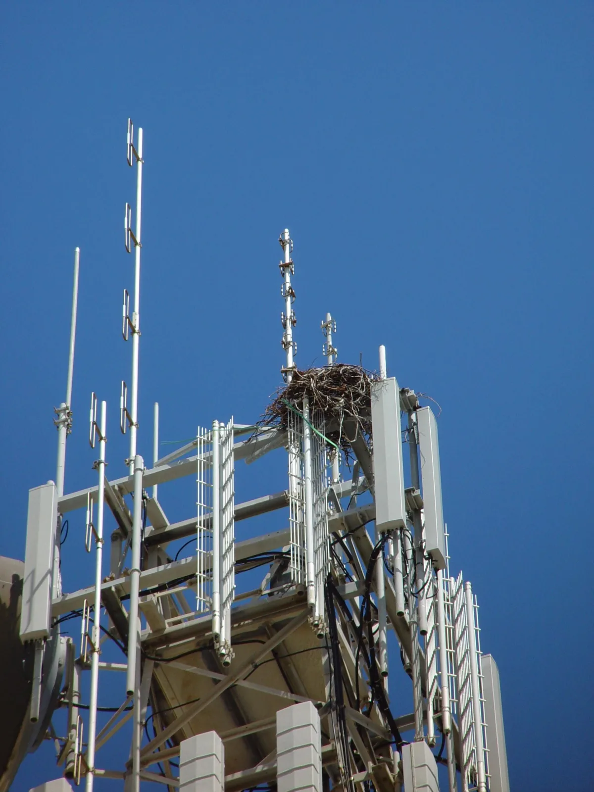 Classic radio antenna